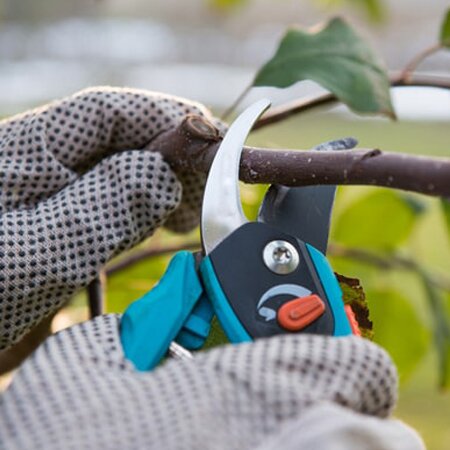 CT Garden - Servicii Peisagistica